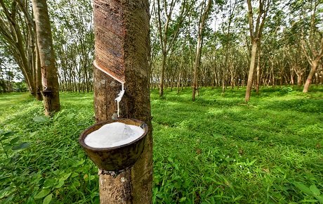 [Cập nhật] DPR: Giá cao su đạt mức cao nhất trong hai năm